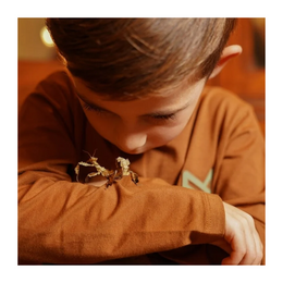 Shirt Koko noko braun